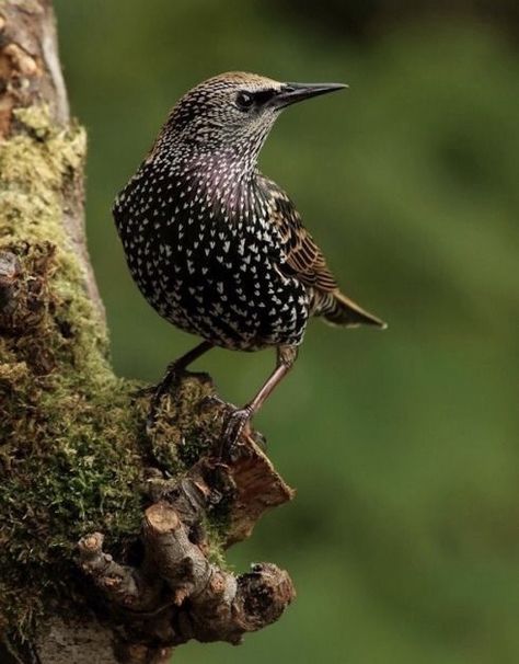 Common European Starling Starling Bird, European Starling, Common Starling, Garden Tattoos, Bird Carving, Kinds Of Birds, Bird Watcher, Backyard Birds, Bird Drawings