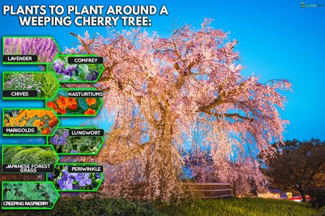 What To Plant Around A Weeping Cherry Tree? Weeping Cherry Tree Landscaping, Creeping Raspberry, Frontyard Landscape Layout, Lavender Varieties, Weeping Cherry Tree, Weeping Cherry, Japanese Forest, Tree Garden, Cherry Trees