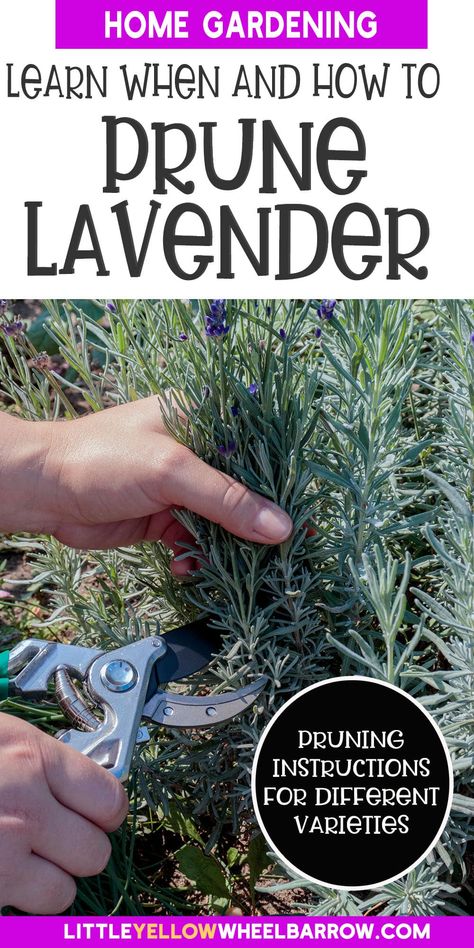 How To Prune Lavender - The Tips You Need For Healthy Plants How To Prune Plants, How To Prune Lavender, Pruning Plants How To, When To Prune Lavender Plants, Lavender Pruning Tips, Lavender Cuttings How To Grow, Caring For Lavender Plants Outdoor, How To Prune Lavender Plant, Pruning Lavender Plants