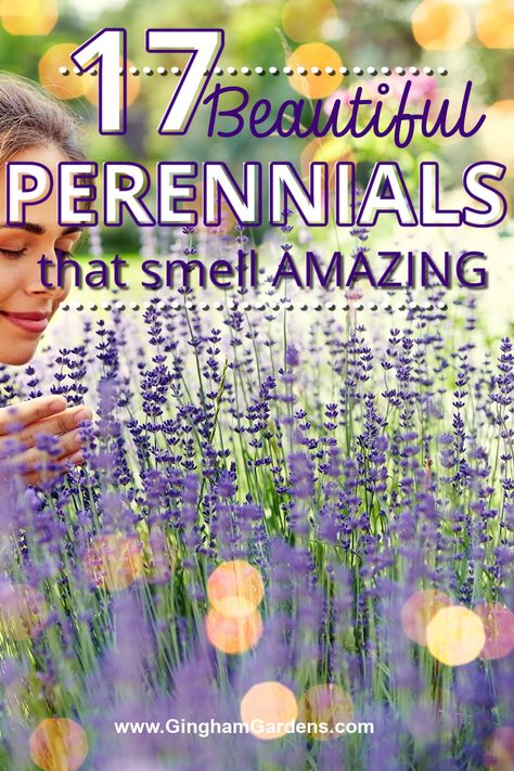 Fragrant Flowers Perennials, Fragrant Garden Design, Scented Garden Ideas, Fall Perrenials, Fragrant Plants Outdoors, Aromatherapy Garden, Fragrance Garden, Fragrant Flowers Garden, Best Smelling Flowers