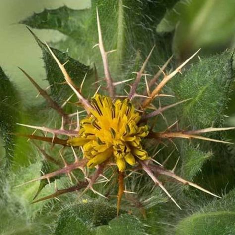 Blessed thistle (Cnicus benedictus) is a perennial herb native to the Mediterranean region. It has been used for centuries in traditional medicine, culinary, and spiritual practices. Here's a description of the herb: Appearance: · Blessed thistle grows up to 2 feet tall, with a branched, woody stem and prickly leaves. · The leaves are lance-shaped, green on top, and white underneath, with spiny edges. · The plant produces yellow or white flowers in summer, resembling miniature artichokes. ... Blessed Thistle, Perennial Herbs, Traditional Medicine, Spiritual Practices, The Mediterranean, In Summer, Perennials, White Flowers, Medicine