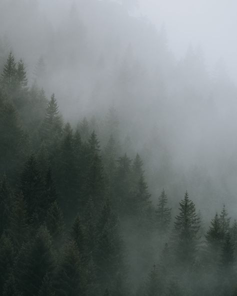 Rainy Pine Forest Aesthetic, Sage Green Asthetics Photos Wallpaper, Green And Grey Aesthetic Wallpaper, Grey Green Asthetics, Green Fog Aesthetic, Loki Astethic, Trees Astethic, Grey Asthetics Photos, Dark Green Asthetics Photos