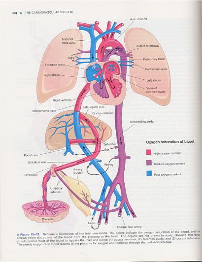 Fetal circulation. Kind of frog like?    Left heart more for brain; Right heart more for body. Fetal Circulation, Online Flashcards, Heart Circulation, Diagnostic Medical Sonography, Cardiac Disease, Basic Anatomy And Physiology, Respiratory Care, Human Body Anatomy, Nursing School Studying