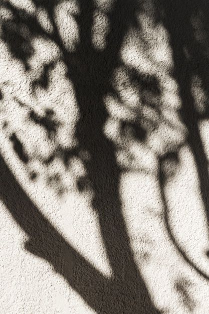 Tree Shadow Photography, Tree On The Wall, Photo Shadow, Scandinavian Artwork, Canva Graphics, Shadow Tree, Screen Play, Tree Shadow, Shadow Painting