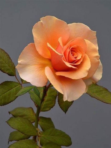 Rose Reference, Hybrid Tea Roses, Orange Roses, Beautiful Rose Flowers, Tea Roses, Flower Beauty, Beautiful Blooms, Flowers Nature, Flower Photos