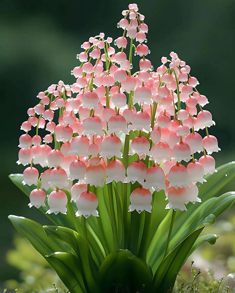 Pretty Flowers Pictures, Strange Flowers, Lily Of The Valley Flowers, Valley Flowers, Nothing But Flowers, Unusual Flowers, Beautiful Flowers Wallpapers, Pretty Plants, Beautiful Flowers Pictures