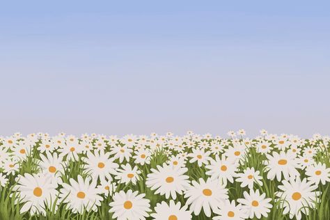 Flower Field Background, Daisy Flower Field, Destop Wallpaper, Field Background, Desktop Wallpaper Macbook, Background Minimal, Daisy Wallpaper, Daisy Field, Psd Background