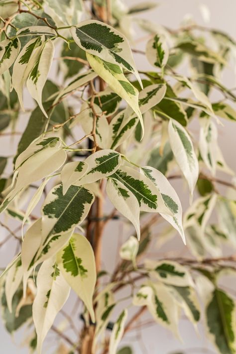 Ficus Tree Indoor, Ficus Plant, Ficus Benjamina, Plant Indoor, Household Plants, Ficus Tree, Garden Pest Control, Decoration Plante, Indoor Gardens