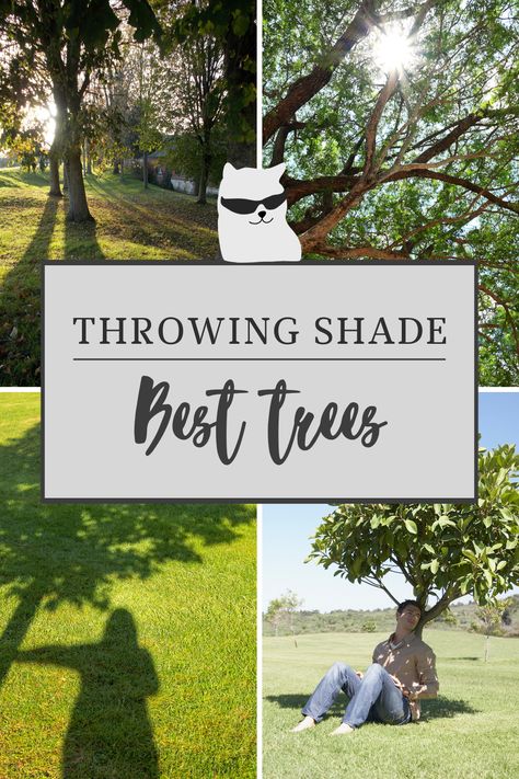 As temperatures continue to heat up across North America and Europe, shade trees are becoming more and more important to keep our environment cool. Here are some tips on the best shade trees to consider for either your front or back garden. Whether your yard is large or typical of today's smaller yards, there are trees to consider that will provide shade for your patio and help to keep it cool during the hottest days of summer. Landscape ideas and tips | garden ideas | best trees for shade Trees For Shade, Best Shade Trees, Tulip Tree, Small Yard Landscaping, Dry River, Landscaping Trees, Tree Fern, Maple Trees, Throwing Shade