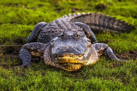 Alligator Hunting, Alligators Art, American Alligator, Animal Guides, List Of Animals, Animal Nails, Hunting Season, Crocodiles, Reptiles And Amphibians