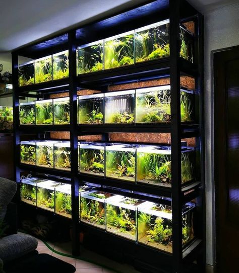 Aquarium Shop Interior Design, Aquarium Rack, Fish Tank Rack, Aquarium Room, Fish Room, Biotope Aquarium, Aquarium Store, Klub Malam, Aquarium Shop