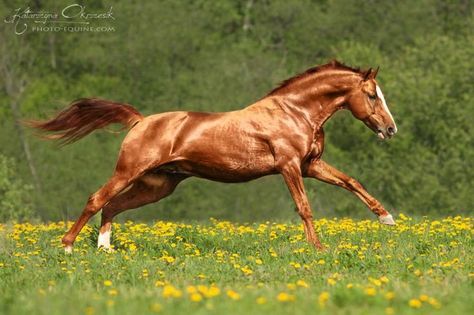 could do color palate to this horse! A gorgeous shiny copper coat on this chestnut Don Horse - Equine ... Horse Galloping, Akhal Teke, Most Beautiful Horses, Chestnut Horse, Majestic Horse, All The Pretty Horses, Horse Crazy, Equine Photography, Horse Life