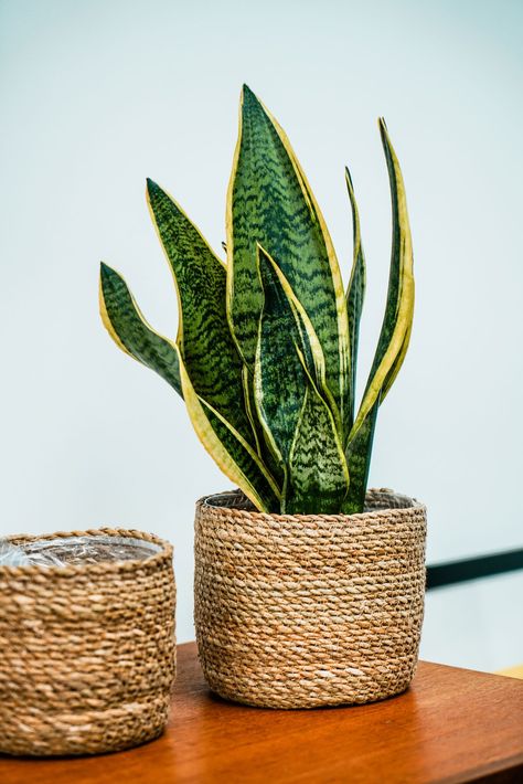 Plants Scandinavian Interior, Woven Basket Planter, Woven Plant Basket, Wall Plants Indoor Living Rooms, Scandi Plants, Basket Planters Indoor, Jute Planters, Plant Basket Indoor, Scandinavian Plants