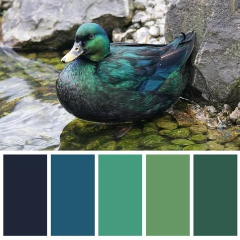 Mallard duck color palette inspiration. Masculine blues and greens. Teal Palette, Palette Design, Color Schemes Colour Palettes, Green Color Schemes, Green Palette, Nature Color Palette, Green Colour Palette, Blue Colour Palette, Color Palette Design