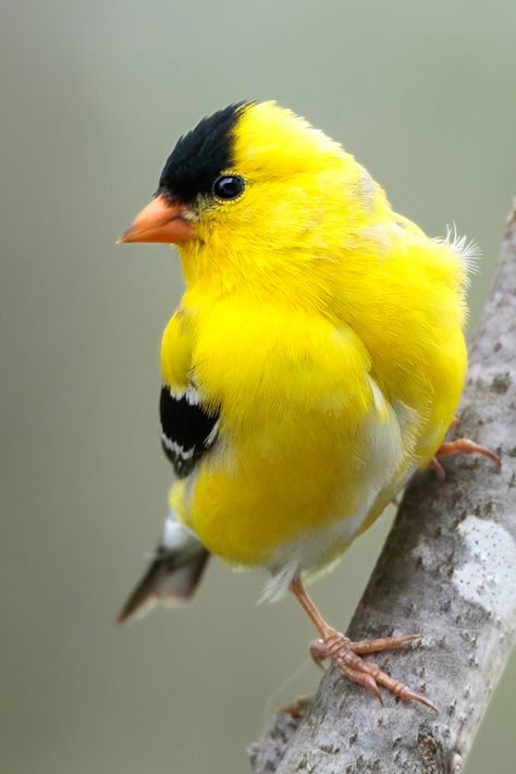 Bird. Birds. Animal photography. Nature photography. Beautiful creatures. American Goldfinch. Yellow inspiration. Yellow Bird. #bird #birds #yellow #animal #nature Yellow Birds Photography, Wisconsin Birds, Ohio Birds, Bird Journal, Yellow Inspiration, Birds Yellow, Wild Birds Photography, Archangel Jophiel, Yellow Finch