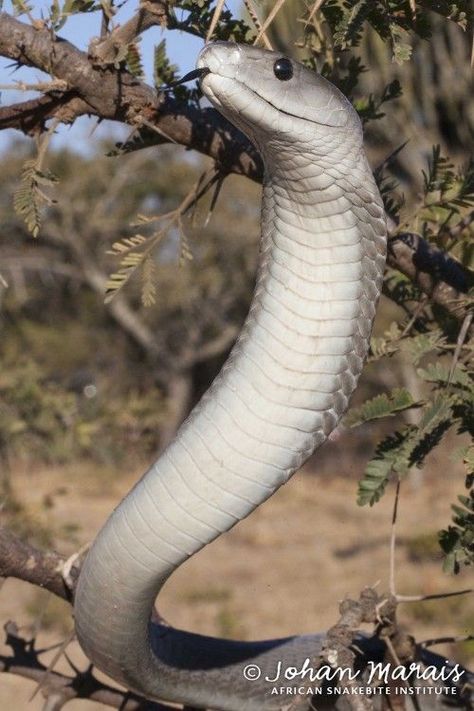 Black Mamba Drawing, Snakes Venomous, Snake Drawings, Black Mamba Snake, Mamba Snake, Kinds Of Snakes, The Black Mamba, Venomous Snake, Pretty Snakes