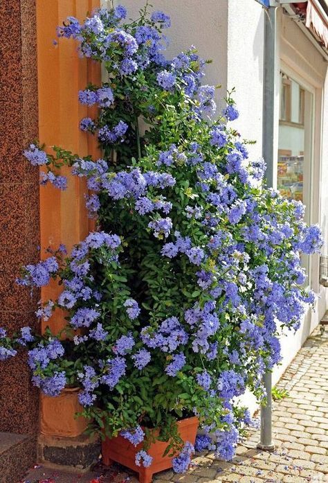 Here are the most beautiful and Best Vines and Climbers for the Balcony and Patio to add a touch of color and nature! Climbing Flowering Vines, Patio Flowers, Climbing Flowers, Garden Vines, Climbing Vines, Garden Containers, Spanish House, Container Flowers, Flowering Vines