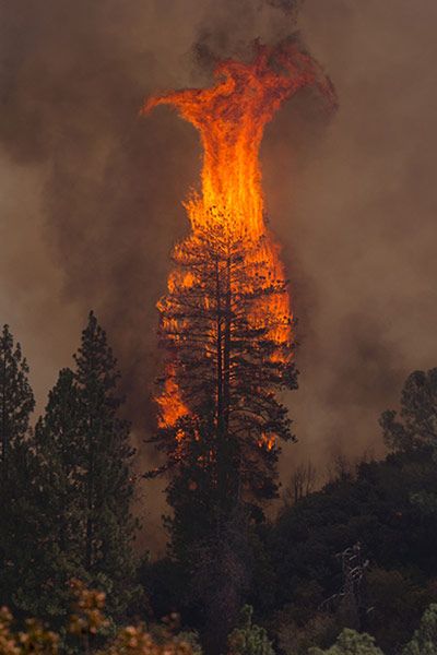 Pine tree in flames, Rim Fire, California. Please keep our brave firefighters in your thoughts and prayers! California Yosemite National Park, Wildland Fire, Wildland Firefighter, Fire Photography, Pastel Sec, Wild Fire, Park Pictures, Fire Element, In Flames