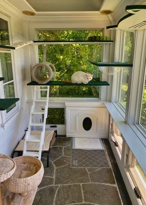 Dröm Hus Planer, Cat Room Decor, Cat Patio, Cat House Diy, Animal Room, Cat Room, Dream House Decor, Cat Furniture, House Inspo