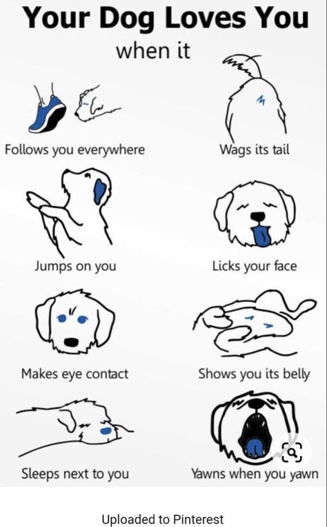 Dog Body Language, Dog Remedies, Dog Language, Dog Info, Dog Facts, Dog Care Tips, Puppy Care, Pet Hacks, Dog Behavior