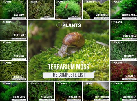 Closed Terrarium Plants, Tanaman Air, Build A Terrarium, Terrarium Moss, Types Of Moss, Growing Moss, Moss Plant, Aquarium Landscape, Terrarium Ideas