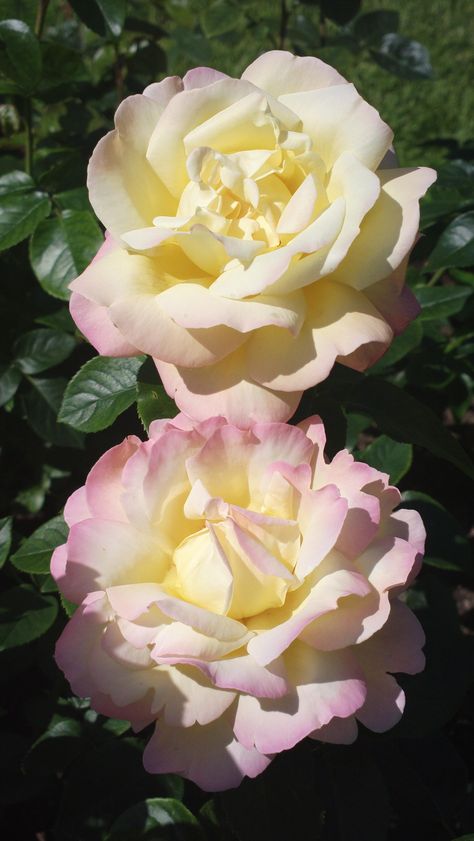 Peace Rose, Hybrid Tea Rose, Coming Up Roses, Belle Rose, Hybrid Tea Roses, The Secret Garden, Agaves, Tea Rose, Beautiful Rose Flowers