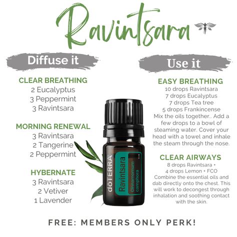 Ravintsara Diffuser Blends, Ravintsara Essential Oil, Ravensara Essential Oil, Doterra Oils Recipes, Esential Oils, Doterra Diffuser Blends, Doterra Oil, Aromatherapy Recipes, Doterra Essential Oils Recipes