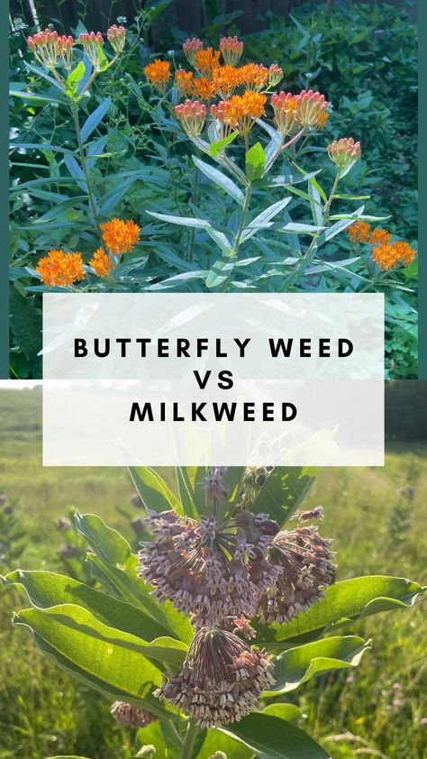 Differences Between Butterfly Weed Vs Milkweed Plants - Rooted Wings Co Planting Milkweed Seeds, Swamp Milkweed Garden, Butterfly Milkweed Plant, Swamp Milkweed Plant, Milkweed Garden, Milkweed Butterfly, Butterfly Milkweed, Hillside Landscape, Common Milkweed