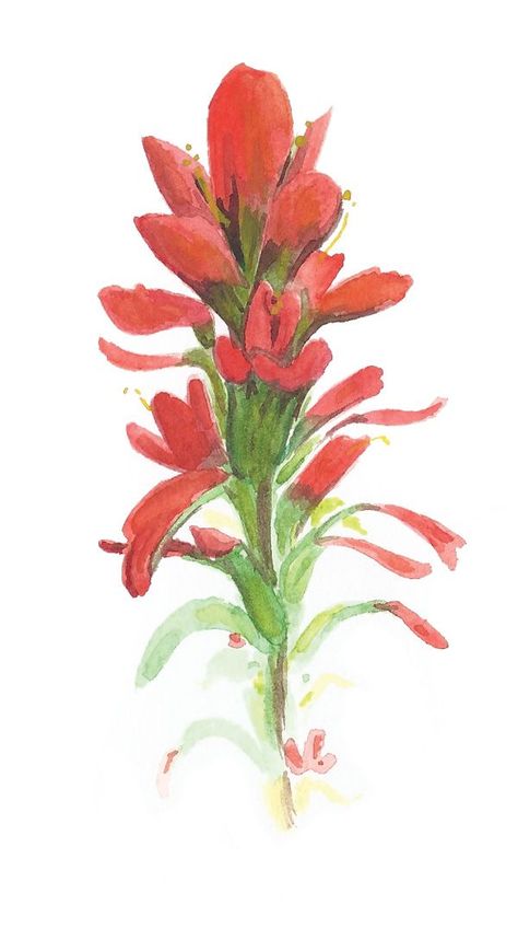 indian paintbrush watercolor painting - Google Search | tattoos ... Tattoo Neck Ideas, Paintbrush Tattoo, Indian Paintbrush Flowers, Neck Ideas, Watercolor Indian, Tattoo Neck, Brush Tattoo, Indian Paintbrush, Wilde Westen