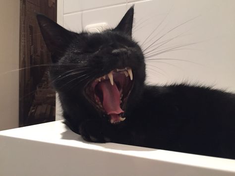 Black cat yawning #roar Cat Yawning, Cute Black Cats, Cute Black, Photography Inspiration, Cute Cat, Black Cat, Cute Animals, Animals, Photography