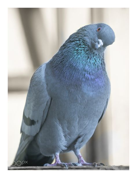 Cute Pigeon, Pigeon Pictures, Dove Pigeon, Dove Pictures, Bird Identification, Bird Care, Funny Birds, Bird Pictures, Cute Birds