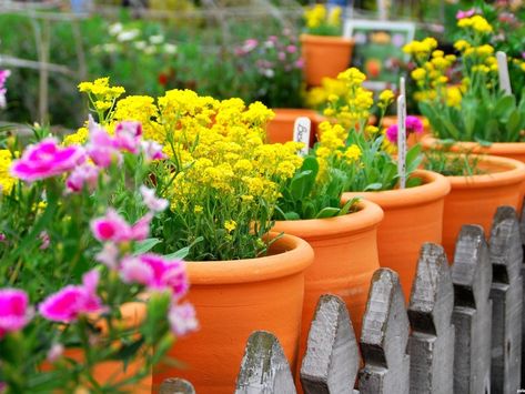 Tips Praktis Cara Menanam Bunga Hias Front Porch Flower Pots, Front Porch Flowers, Gardening Tips For Beginners, Porch Flowers, Flower Pot Art, The Great, Plastic Flower Pots, Painting Plastic, Dry Leaf