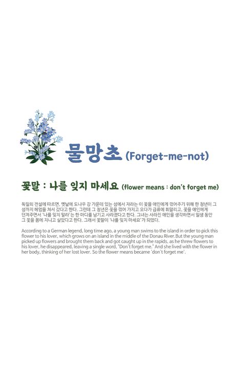 flower means : Don't forget me Delphinium Flower Meaning, White Forget Me Not Flowers, Don't Forget Me Flower, Forget Me Nots Aesthetic, Forget Me Not Flowers Tatoos, Forget Me Not Flowers Wallpaper, Forget Me Not Flowers Aesthetic, Forget Me Nots Flowers, Writing Lyrics