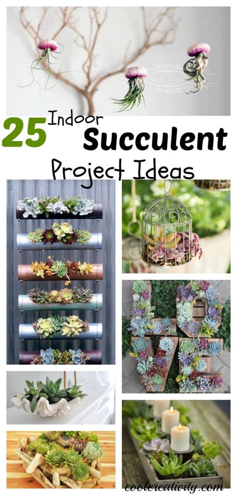 Indoor Succulent Planter, Succulent Diy, Succulent Garden Indoor, Diy Project Ideas, Jardim Diy, Indoor Vegetable Gardening, Succulent Garden Diy, Succulent Gardening, Indoor Gardens