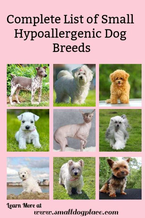 Hypoallergenic Dog Breeds Low Shedding Dog Breeds, Small Family Dogs, Hypoallergenic Dogs Small, Low Shedding Dogs, Dog Breeds Chart, Miniature Dog Breeds, Toy Breeds, Hypoallergenic Dog Breed, Expensive Dogs