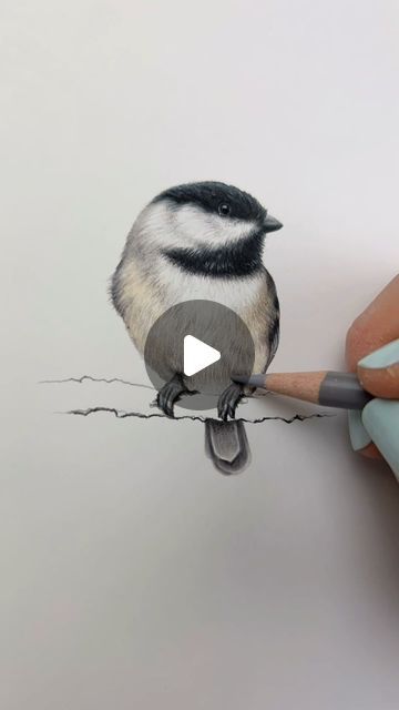 Abundance Illustration Inc. on Instagram: "Hi loves! Sounds on😀 I did a tutorial for this little chickadee drawing! This was going to be for an order, but I realized I had a chickadee drawing in my studio that I could add to the order instead, so this one is in my Etsy shop. Enjoy! Sending you all love! #chickadee #arttutorial #tutorial #artvideo #artprocess #artprogress #drawingprocess #drawingprogress #drawingtutorial #blackcappedchickadee #birdart #birding #birdsofinstagram #tinybird #coloredpencil #coloredpencildrawing #prismacolor #coloradoart #coloradolife #alaskalife #drawings #tinyart #bird #drawingoftheday #animalart #wildlifeart" How To Draw A Chickadee, Abundance Illustration, Chickadee Illustration, Chickadee Drawing, Love Birds Drawing, Bird Pencil Drawing, Draw Birds, Prismacolor Drawing, Chickadee Art