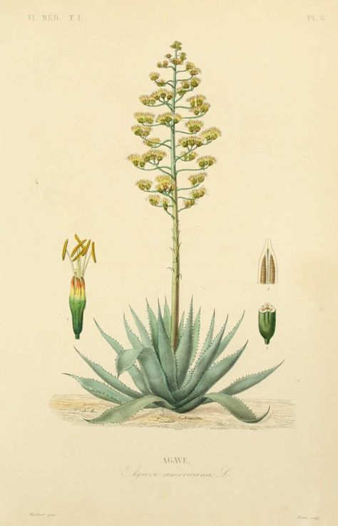 Agave.: Agave Americana, Illustration Botanique Vintage, Vintage Botanical Illustration, Antique Botanical Print, Botanical Illustration Vintage, Illustration Botanique, Agave Plant, Aloe Plant, Vintage Botanical Prints