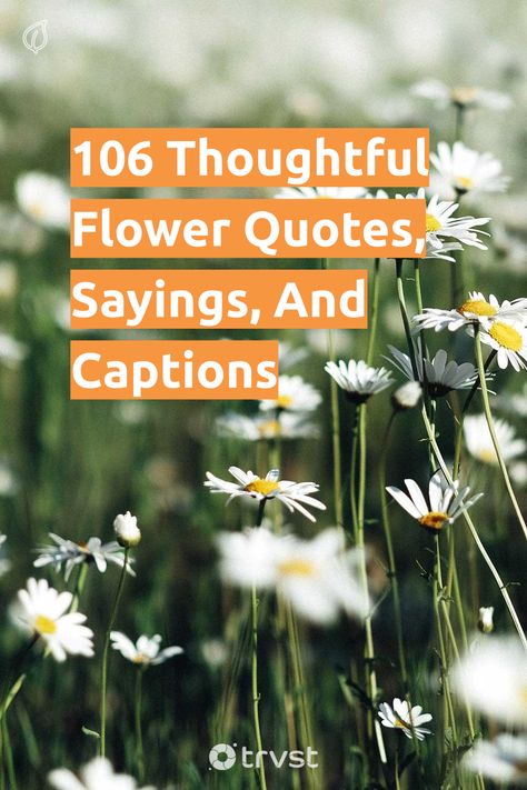 Love Plants Quotes, Quotes About Smelling The Flowers, Friend Flower Quotes, Flower Appreciation Quotes, Beauty Of Flowers Quotes, Just Because Flowers Quotes, Stop To Smell The Flowers Quotes, Quotes About Friends And Flowers, Growing Flowers Quotes