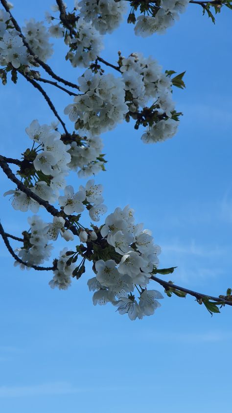 Bleu Ciel Aesthetic, Ciel Bleu Aesthetic, Aestetic Bleu, Printemps Aesthetic, Photo Du Ciel, Fleurs Aesthetic, Photo Ciel, Nature Font, Image Bleu