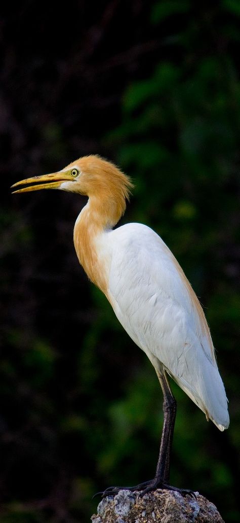 Picture of a cattle egret. #Animals #Birds #BeautifulBirds #BirdFeathers Cattle Egret Birds, Cattle Egret, Wild Birds Unlimited, Coastal Birds, World Birds, Birds And The Bees, Bird Shirt, Bird Hunting, Herons