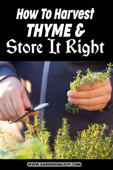 Thyme is one of the best herbs in the culinary world. Do you like enhancing the flavor of your culinary creations by using fresh thyme? If this is the case, have you considered gathering it yourself from your backyard or balcony? We provide this guide on how to harvest thyme and store it right. Uses For Thyme Herb, How To Preserve Thyme, What To Do With Fresh Thyme, How To Dry Thyme Fresh Herbs, Uses For Fresh Thyme, How To Harvest Thyme, Fresh Thyme Recipes, Harvesting Thyme, Drying Thyme