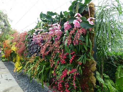 Orchid Show - Vertical Garden Wall 2 - Dancing Lady Orchids by Toby Garden, via Flickr Orchid Garden Design, Atrium Garden, Orchid Wall, Vertikal Garden, Espalier Fruit Trees, Tropical Patio, Orchid House, Orchid Greenhouse, Orchid Planters