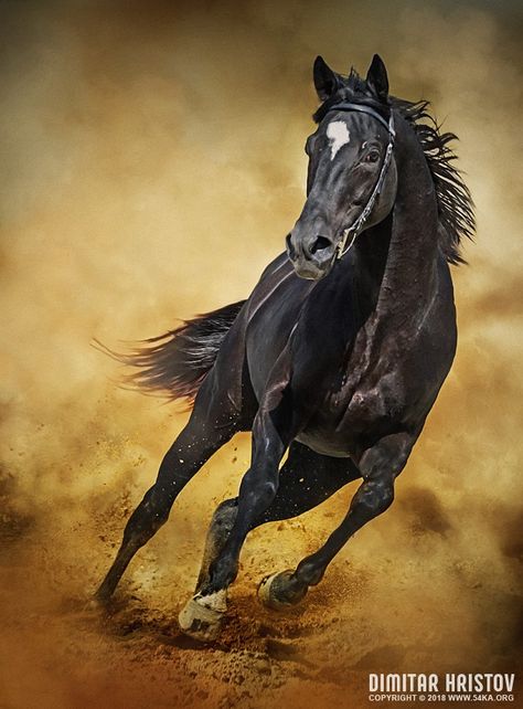 Black Horse – Running Wild photography photomanipulation featured equine photography animals  Photo Black Horse Running, Wild Animals Photography, Horse Running, Cai Sălbatici, Wild Photography, Photography Animals, Wild Animals Pictures, Black Horses, Most Beautiful Horses