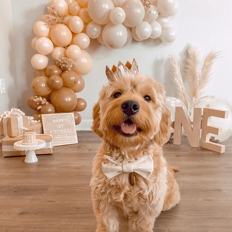 Dog Birthday Aesthetic, Aesthetic Dog Birthday, Photoshoot Ideas For Dogs Birthday, Dog Birthday Post Instagram, Dog With Birthday Hat, Golden Retriever Birthday, Dog Party Decorations, Maltipoo Dog, Animal Photoshoot