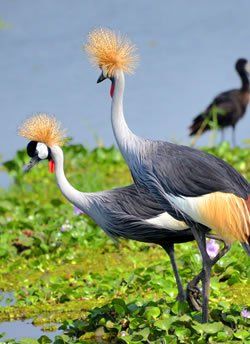 Grey Crowned Crane, Weird Birds, Crowned Crane, Migratory Birds, Crane Bird, Wildlife Safari, Safari Tour, Exotic Birds, African Safari