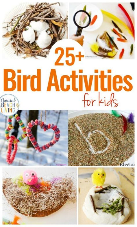 Here You'll find The Best Bird Activities for Preschoolers, All the best ideas for a Preschool Bird Theme with Lesson Plans, Hands on activities, Homemade Bird Feeders and Bird Science Activities for Preschoolers, Bird Crafts and Bird Activities for kids #preschool Bird Activities, Bird Crafts Preschool, Bird Nest Craft, Bird Feeder Craft, Bird Seed Ornaments, Preschool Science Activities, Homemade Bird Feeders, Activities For Preschoolers, Spring Preschool