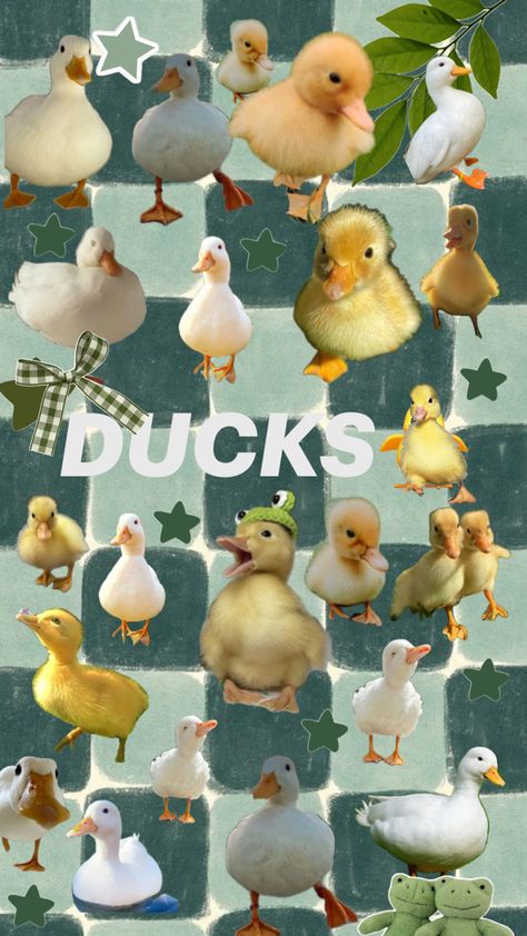 DUCKS Duck Collage, Rapunzel, Ducks, Pretty Wallpapers, Cute Wallpapers, Wallpapers, Collage, Quick Saves