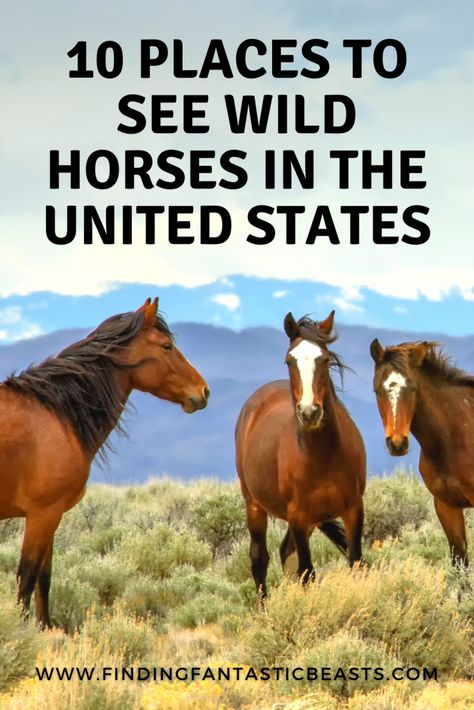 Wild horses galloping across a rugged landscape will forever be an iconic image of the American spirit…and it’s an experience that hasn’t completely been lost. Yet. Here are ten great places where you can still see wild horses in the United States. - Finding Fantastic Beasts Wild Mustang Horses, Buckskin Horses, Kiger Mustang, Horses Galloping, Beautiful America, Island Horse, Wild Horse Pictures, Wild Horses Mustangs, Rugged Landscape