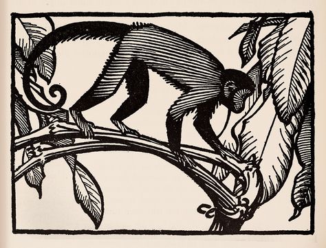 Monkey  - Keith Henderson Illustration for The Purple Land c.1930 | by Thomas Shahan 3 Monkey Drawing, Monkey Illustration, Monkey Tattoos, Lino Art, Monkey Design, Monkey Art, Animal Magic, Desenho Tattoo, Linocut Prints