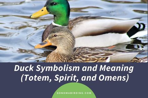 Duck Symbolism and Meaning (Totem, Spirit, and Omens) - Sonoma Birding Duck Meaning Spiritual, Duck Spirit Animal Meaning, Duck Symbolism, Rouen Duck, Witchcraft Meaning, Spirit Animal Meaning, Duck Tattoos, Animal Meanings, Wild Duck